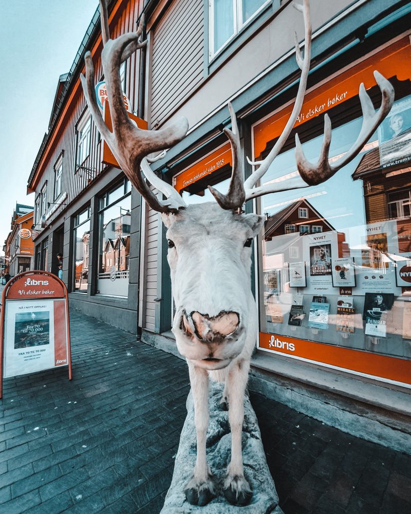 White reindeer statue outside a bookshop in Tromsø